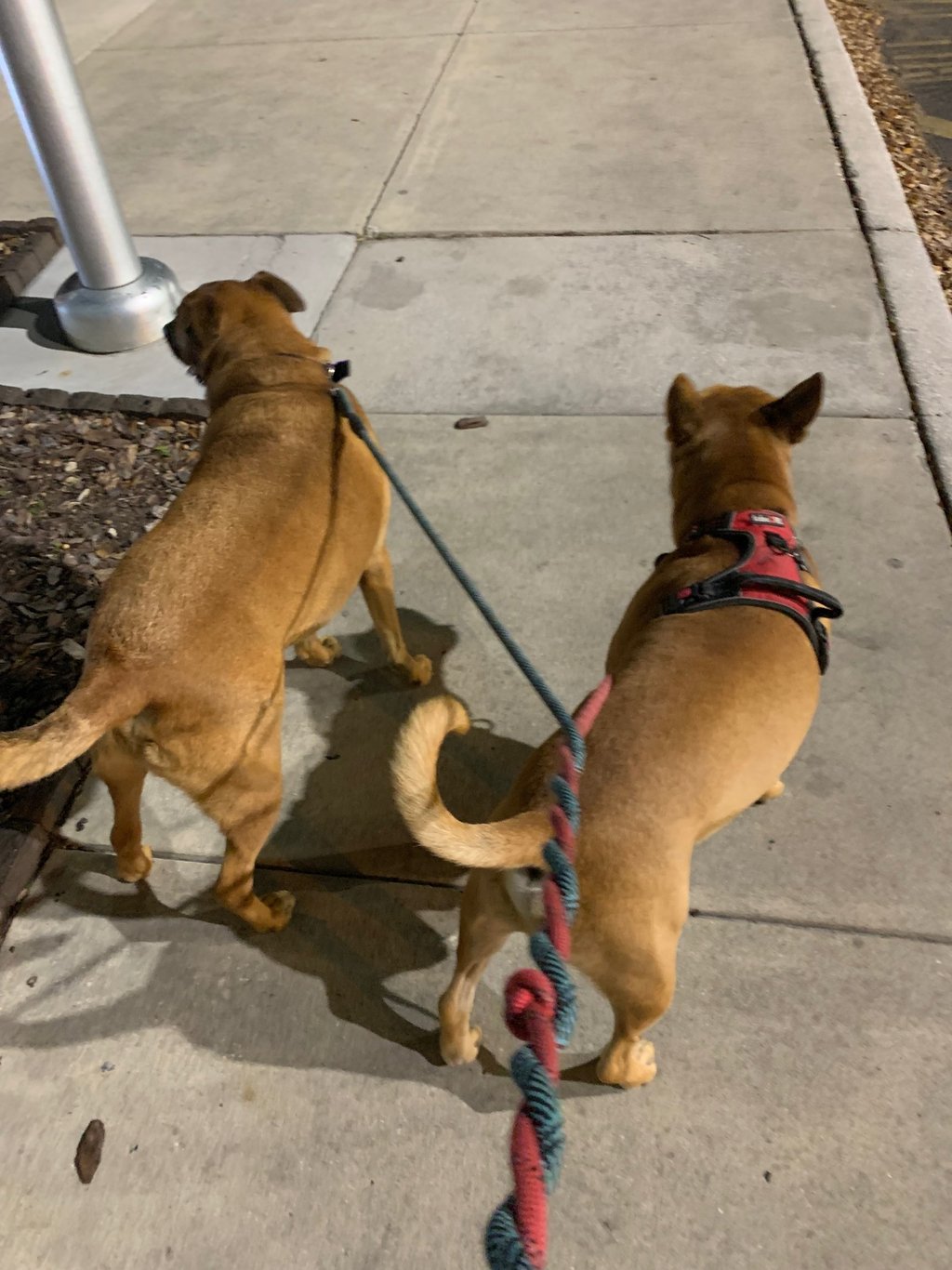 Two brown dogs on leashes walking on a sidewalk at night.