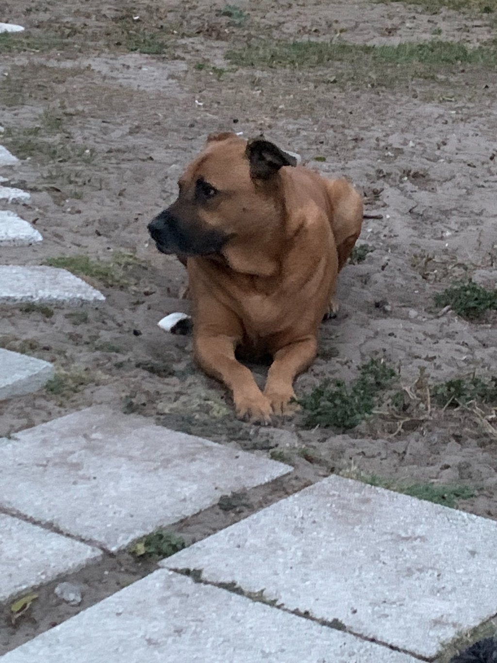 A black mouth cur mix dog lying down on dirt next to a stone walkway.