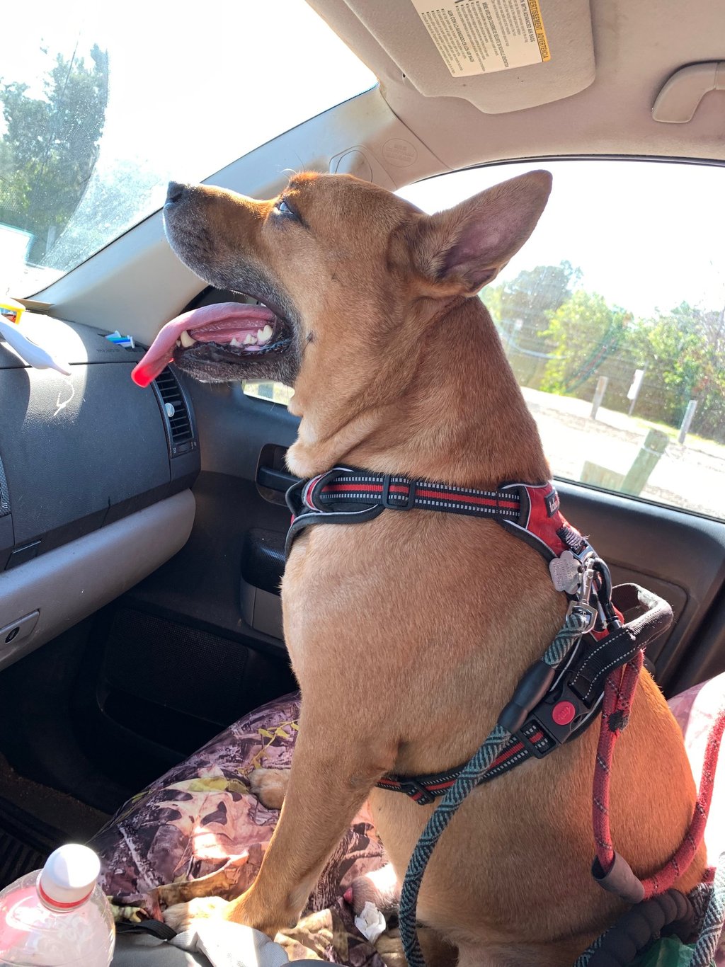 A cute brown dog thats panting and facing forward in the front passenger seat of vehicle