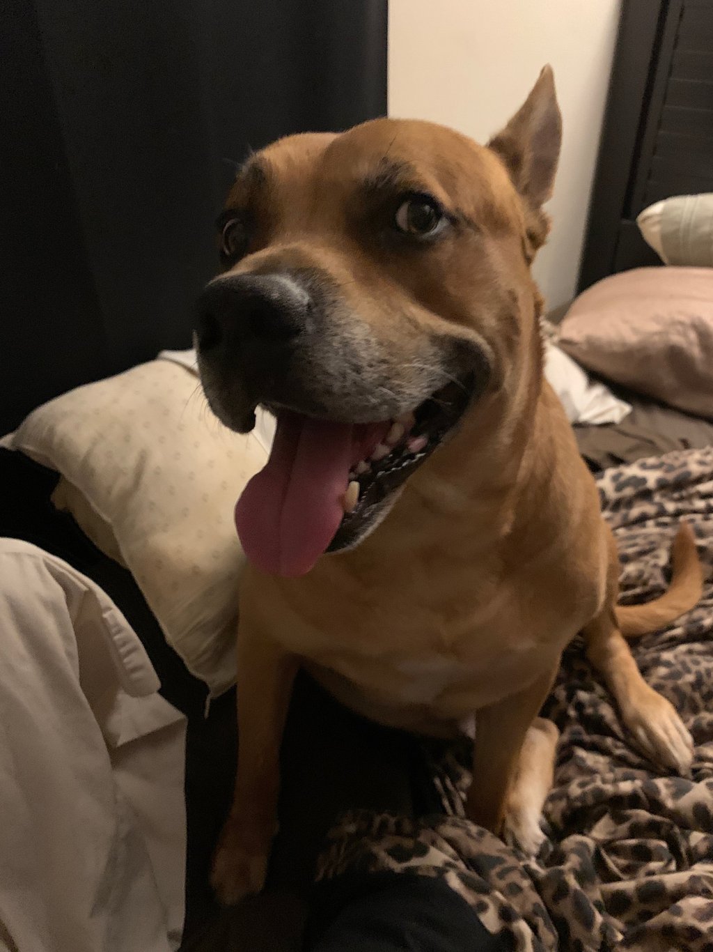 A happy brown pit bull mix dog with its tongue out sitting on a leopard print bedspread.