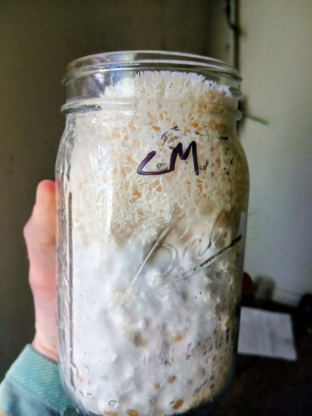 Lions mane starting to fruit inside a grain jar