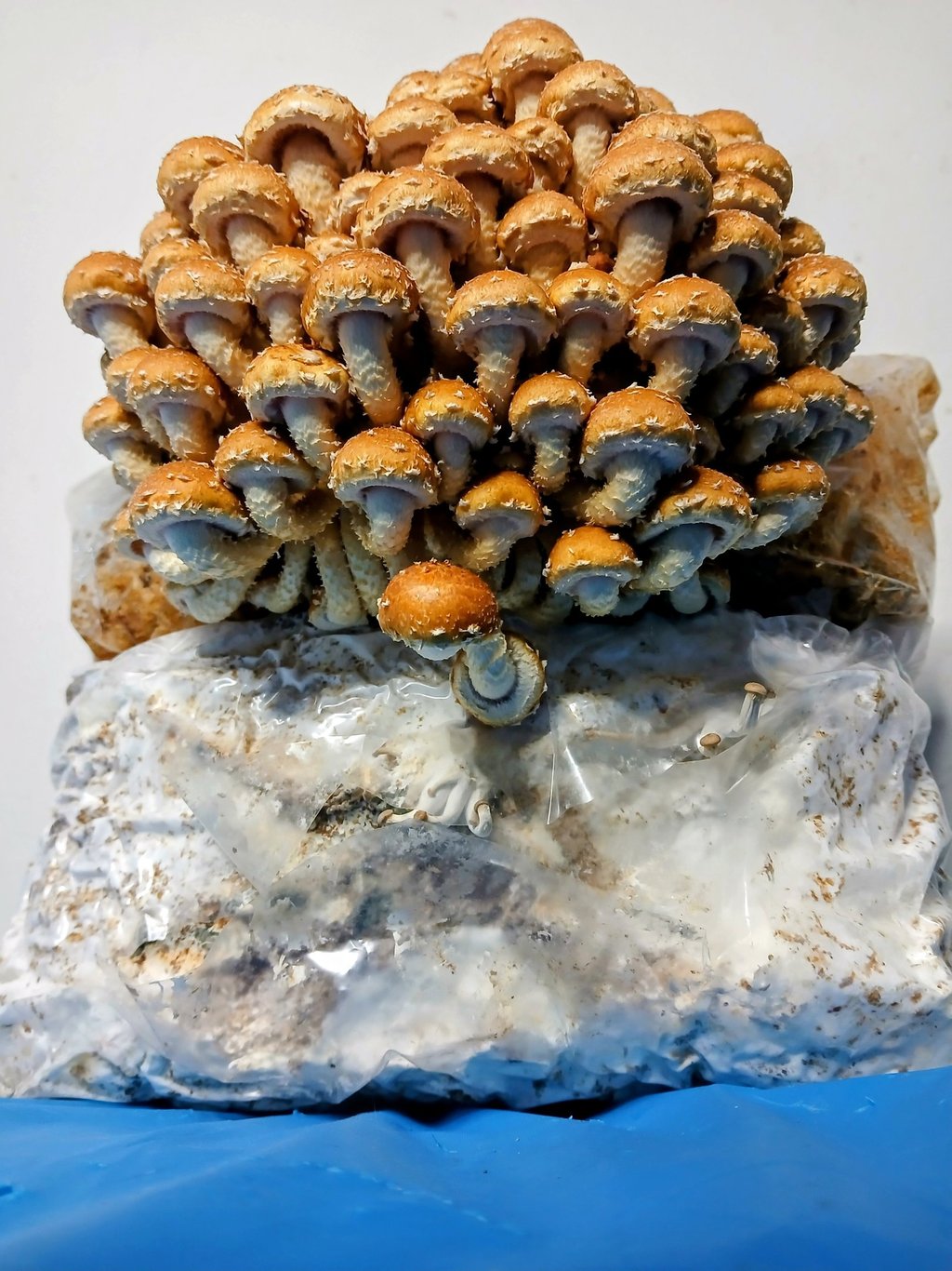 chestnut mushrooms