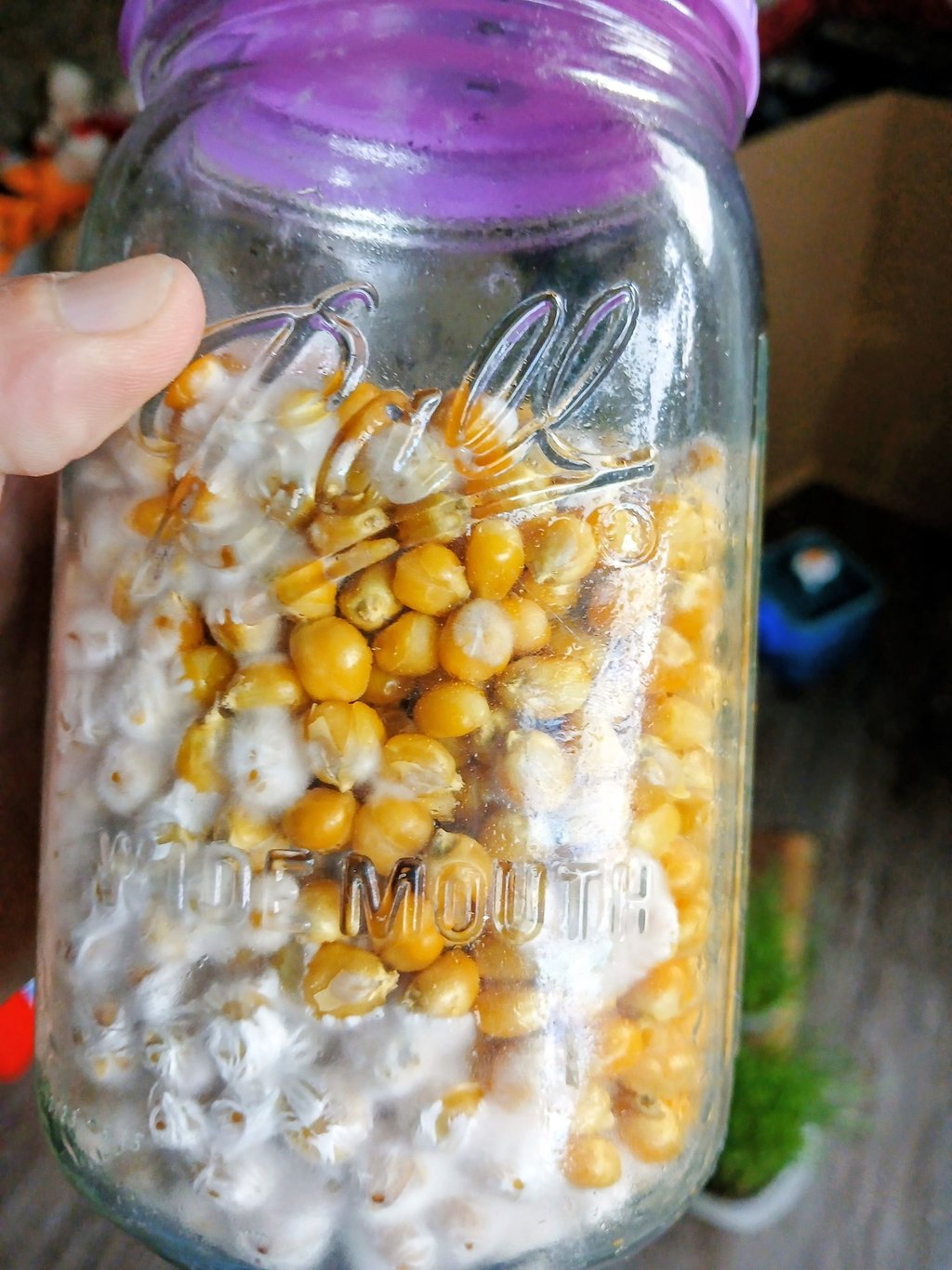 side view of corn grain jar showing uneven colonization — notice how the uncolonized kernels are clu
