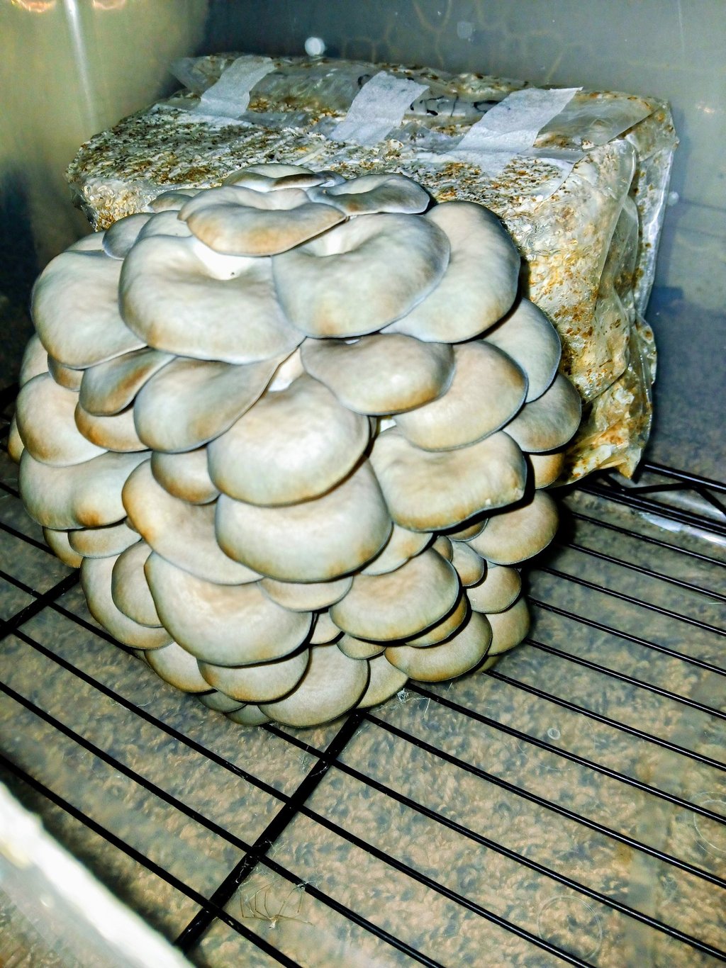 second flush of oyster grow kit