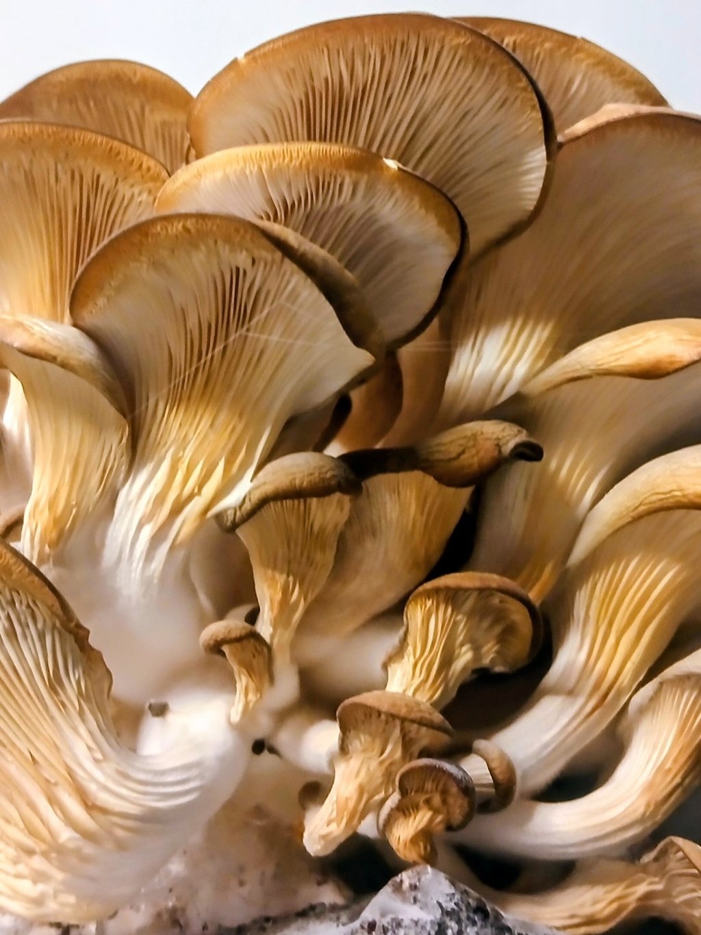 oyster mushroom cluster showing white fuzzy mycelium at the base of the stems — a sign of low fresh