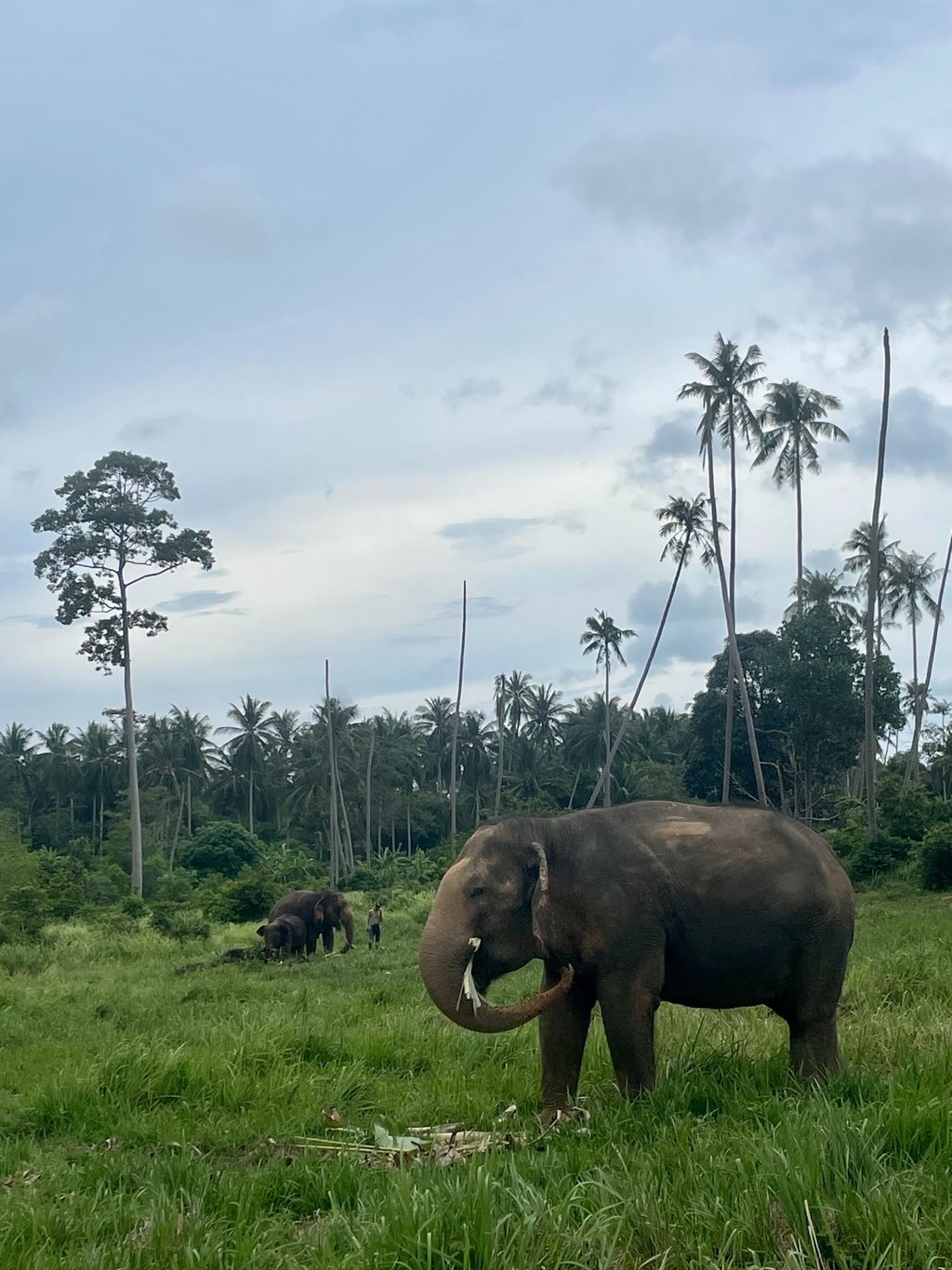słonie na koh samui