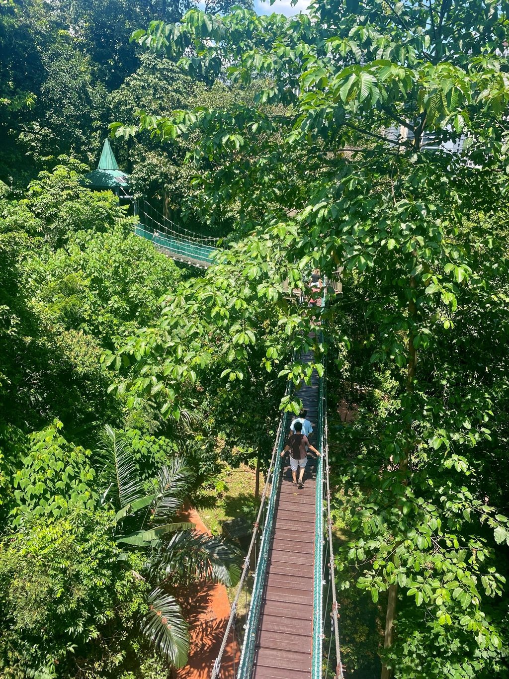 Las deszczowy w Kuala Lumpur