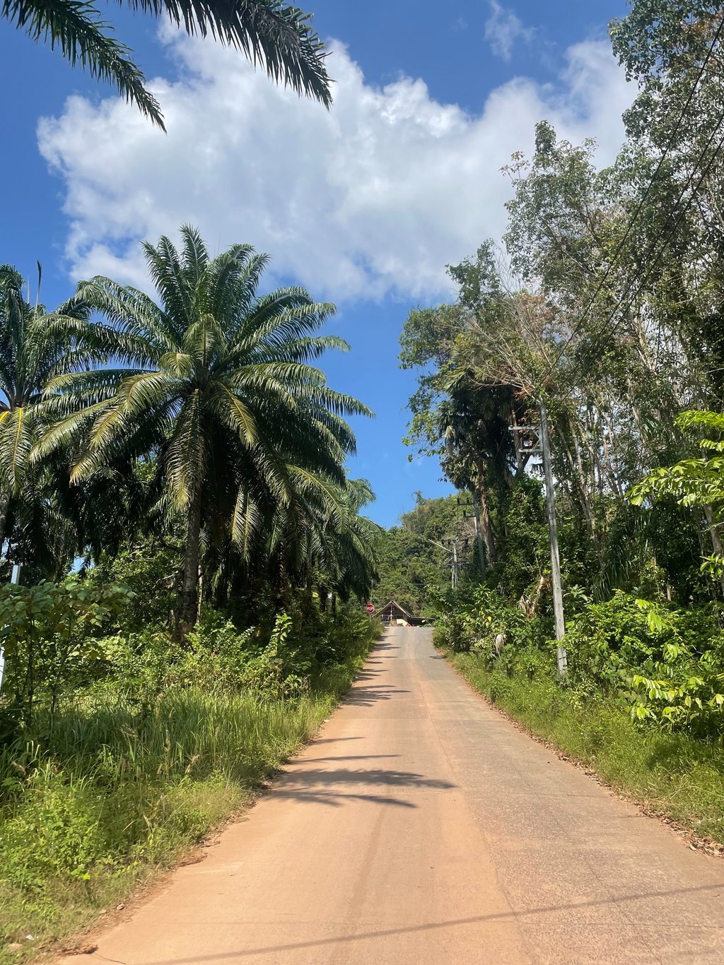 droga z palmami Krabi Tajlandia