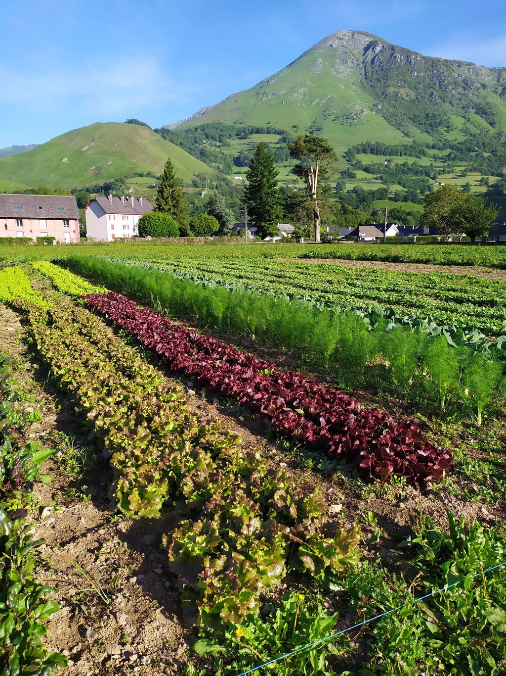 Maraichage bio à Bedous