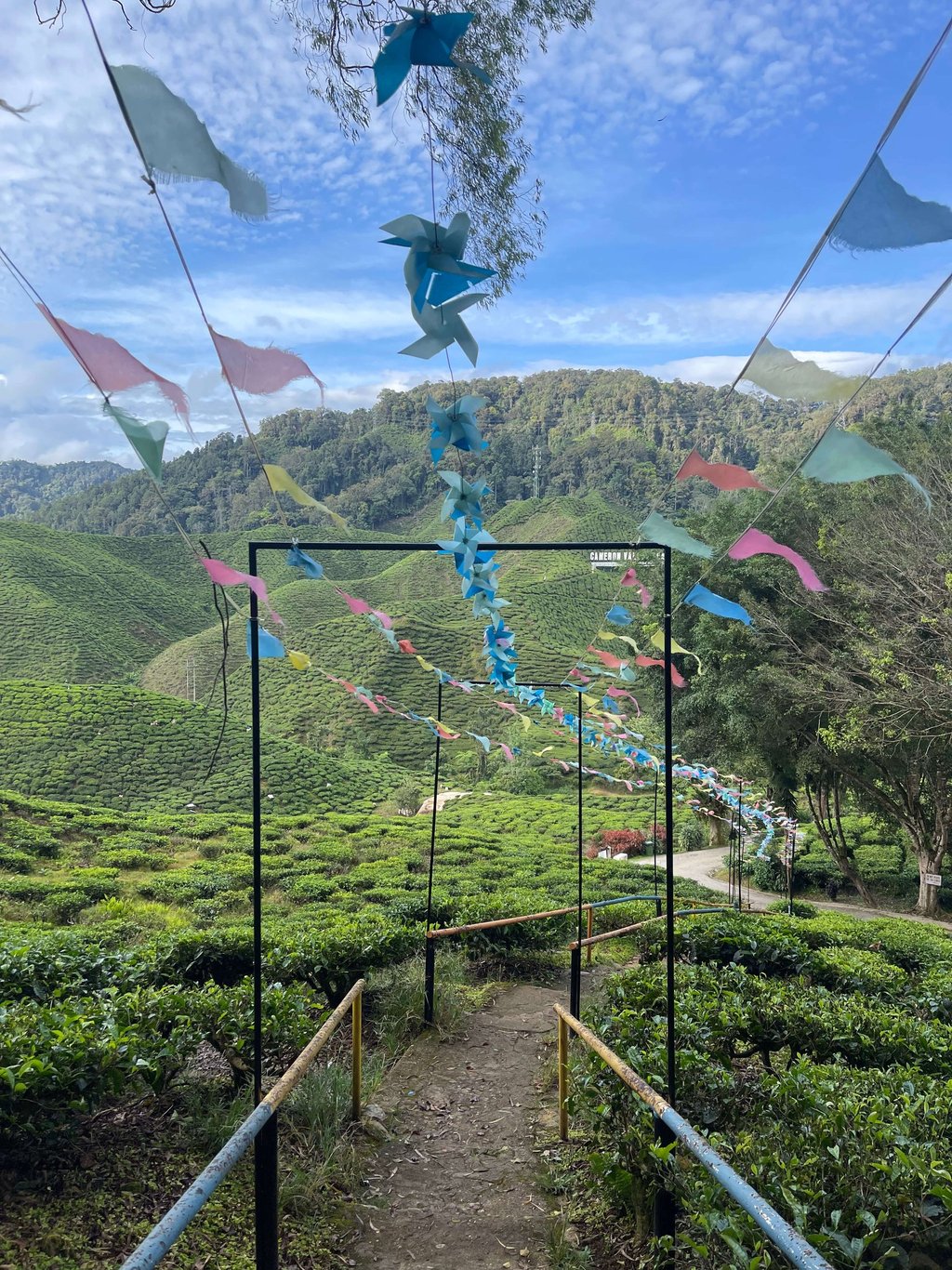 Cameron Valley Tea
