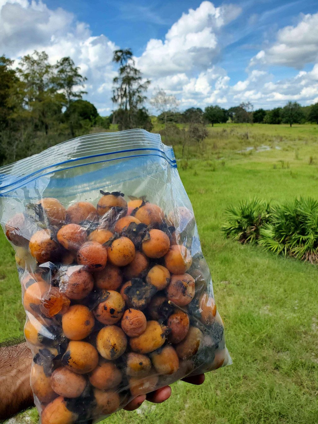 A plastic bag filled with harvested wild persimmons held over a lush green field.