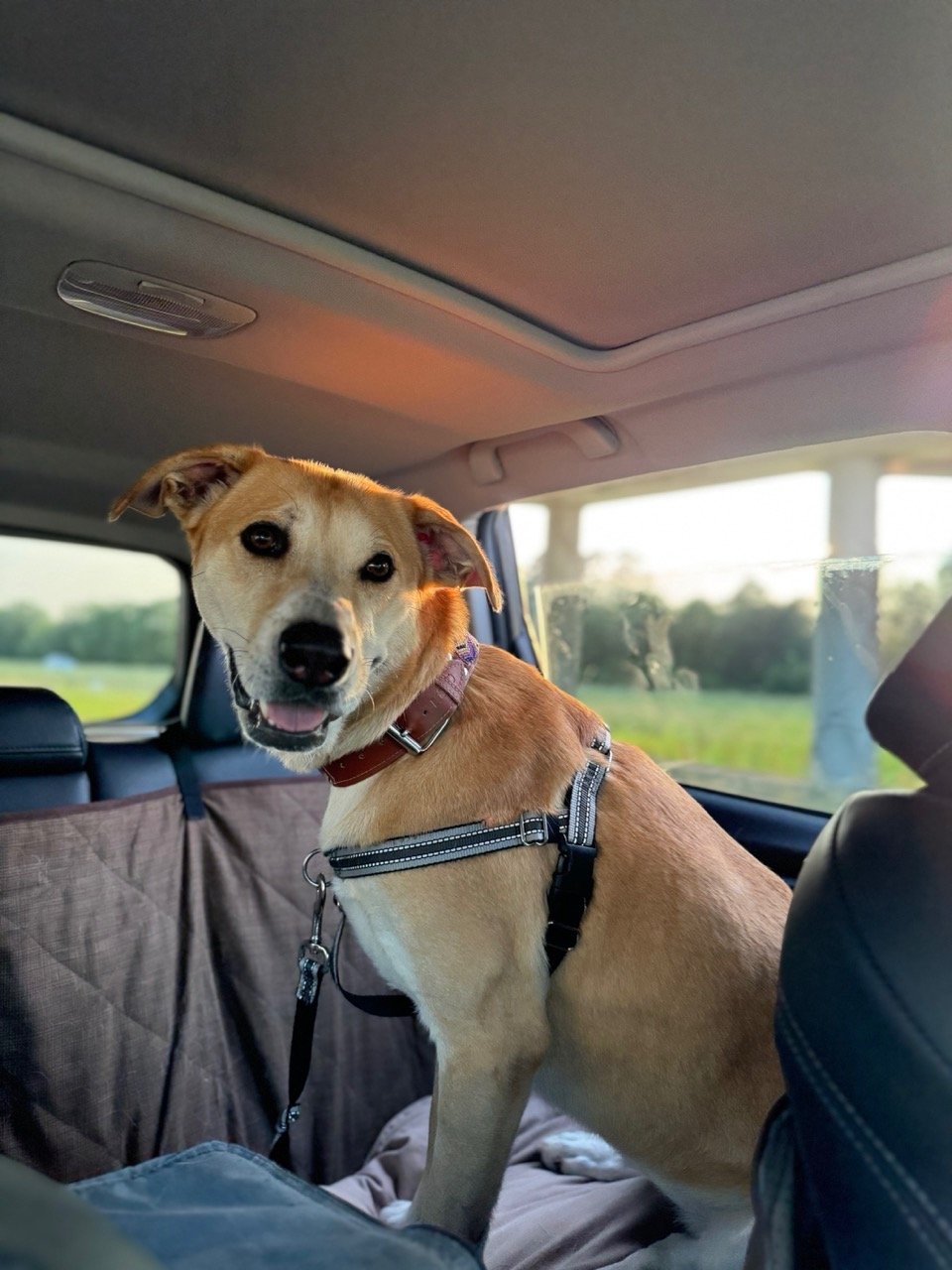 Rescue dog in a packed Subaru on moving day, leaving the U.S. to move to Portugal