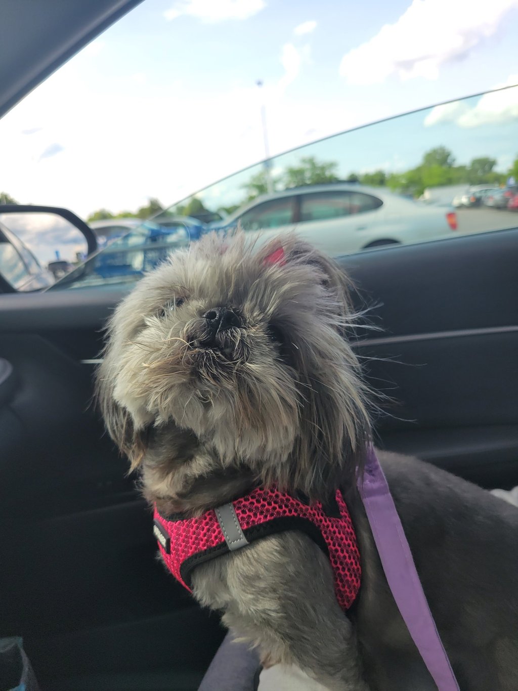 A gray shih tzu in a pink harness looks up while sitting in a car. 