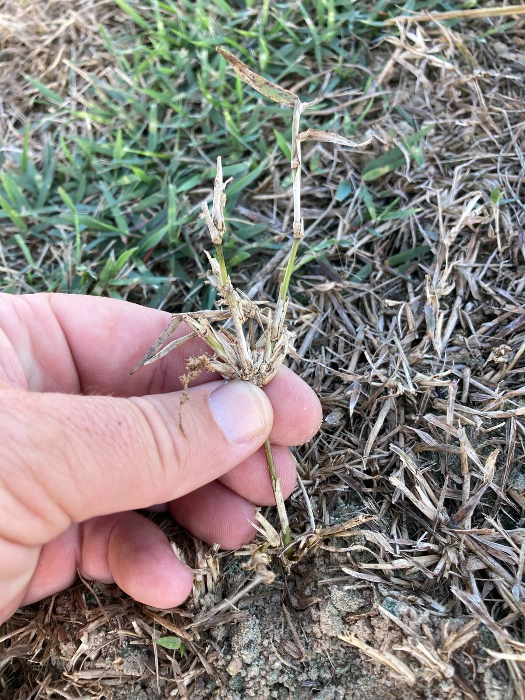 analyzing herbicide performance on grass