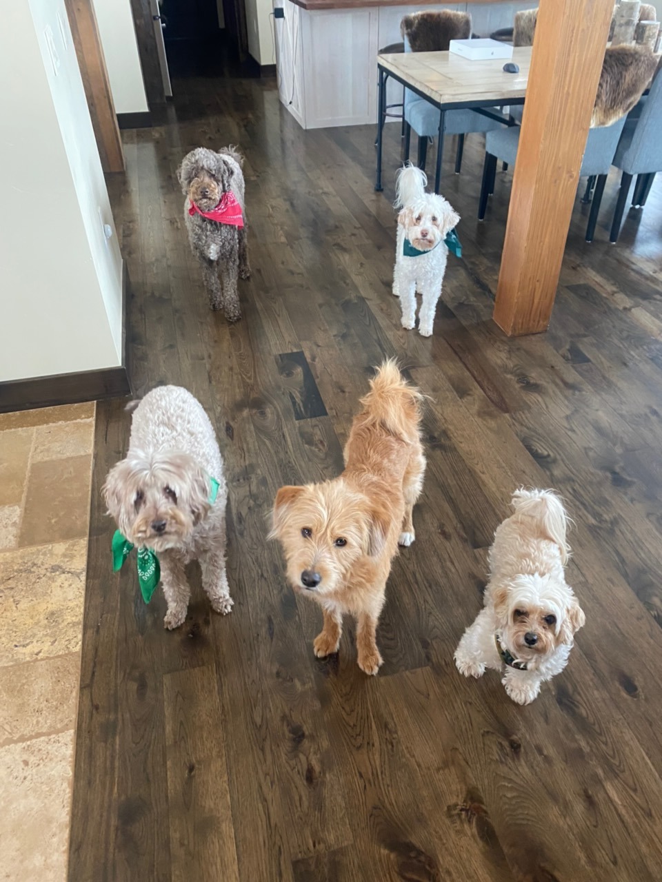 Five small poodle-mix dogs wearing colorful bandanas standing on dark hardwood floors in a home.