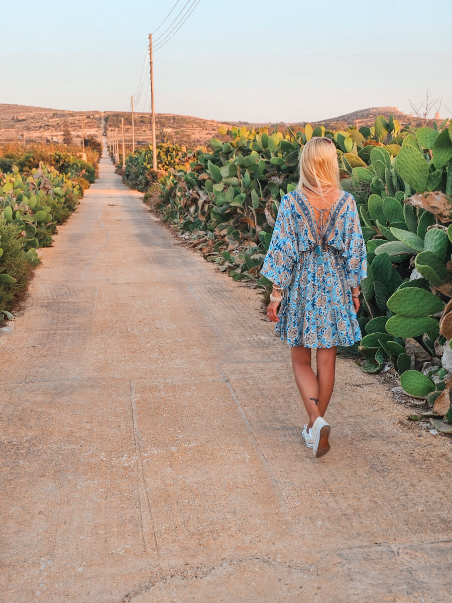 malta view with cactus