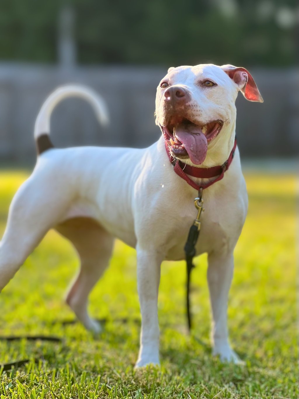 dog training to create happy dogs