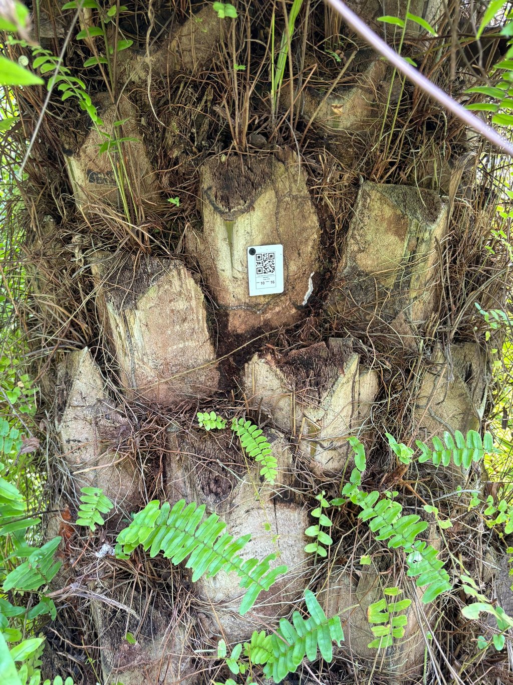 a tree stump stump with a qr sign on it to identify the palms inside the cultivations