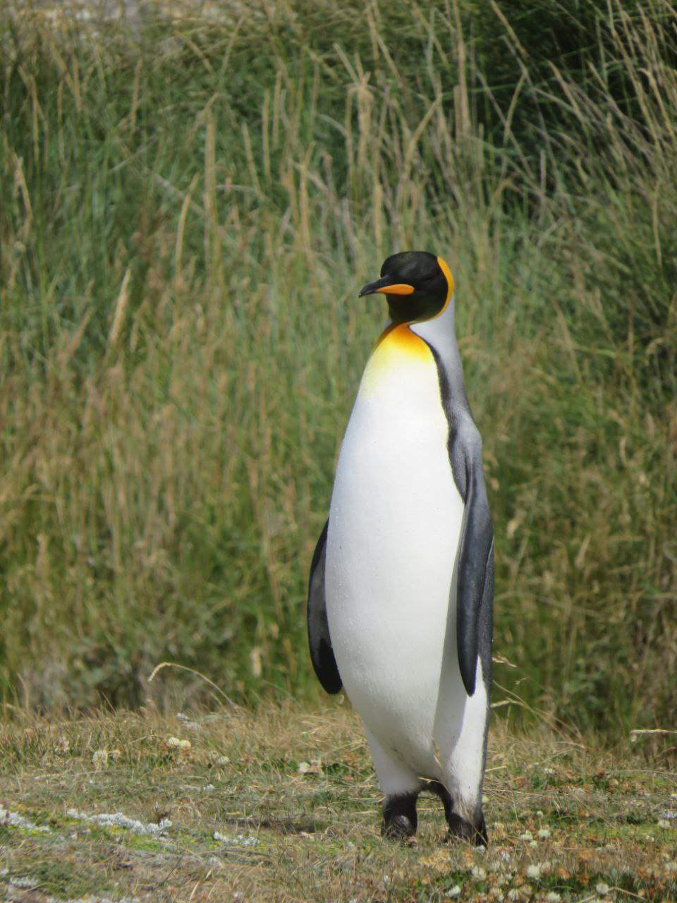 Экскурсия в заповедник Королевских пингвинов с русским гидом Роман Турвентур
