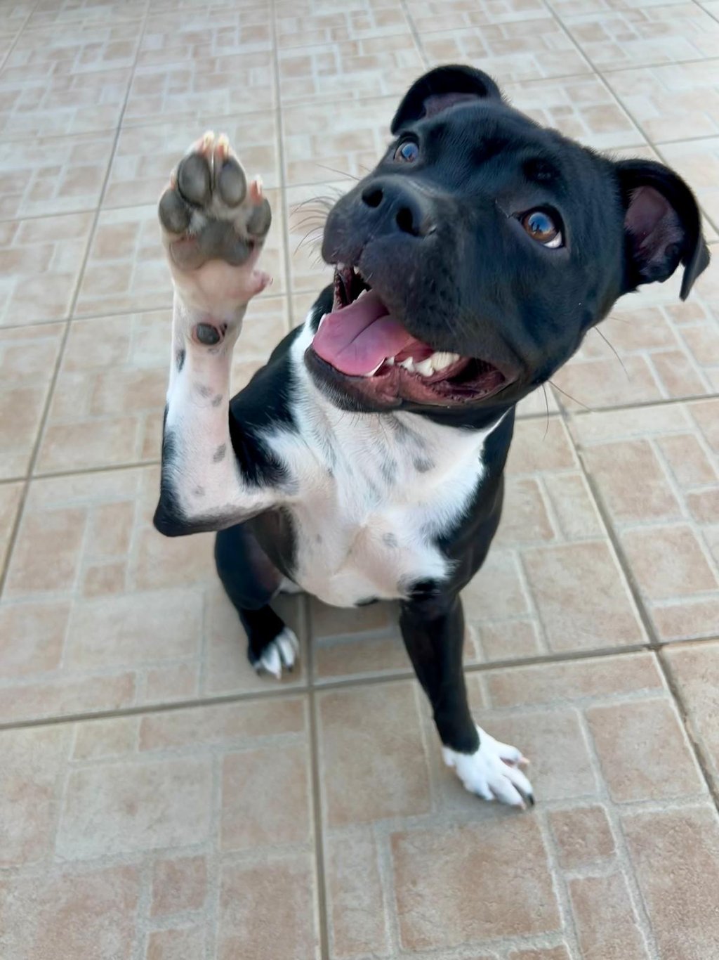 Staffordshire Bull Terrier saluta e sorride. Sono angeli con la coda marchiati Grecalestaffs