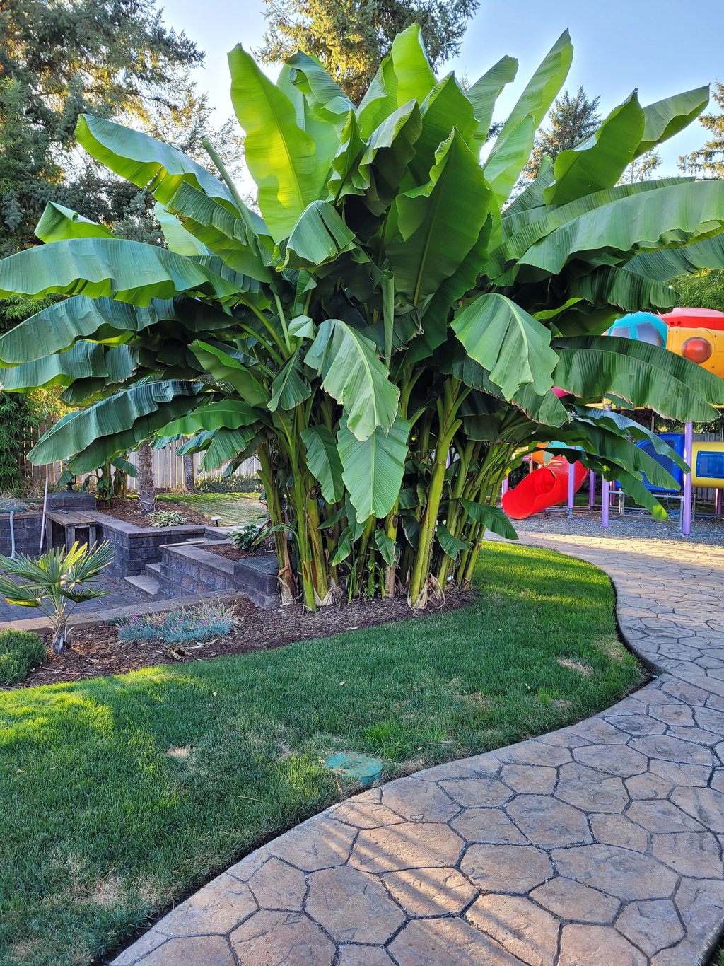 Banana Palms in Landscape Design