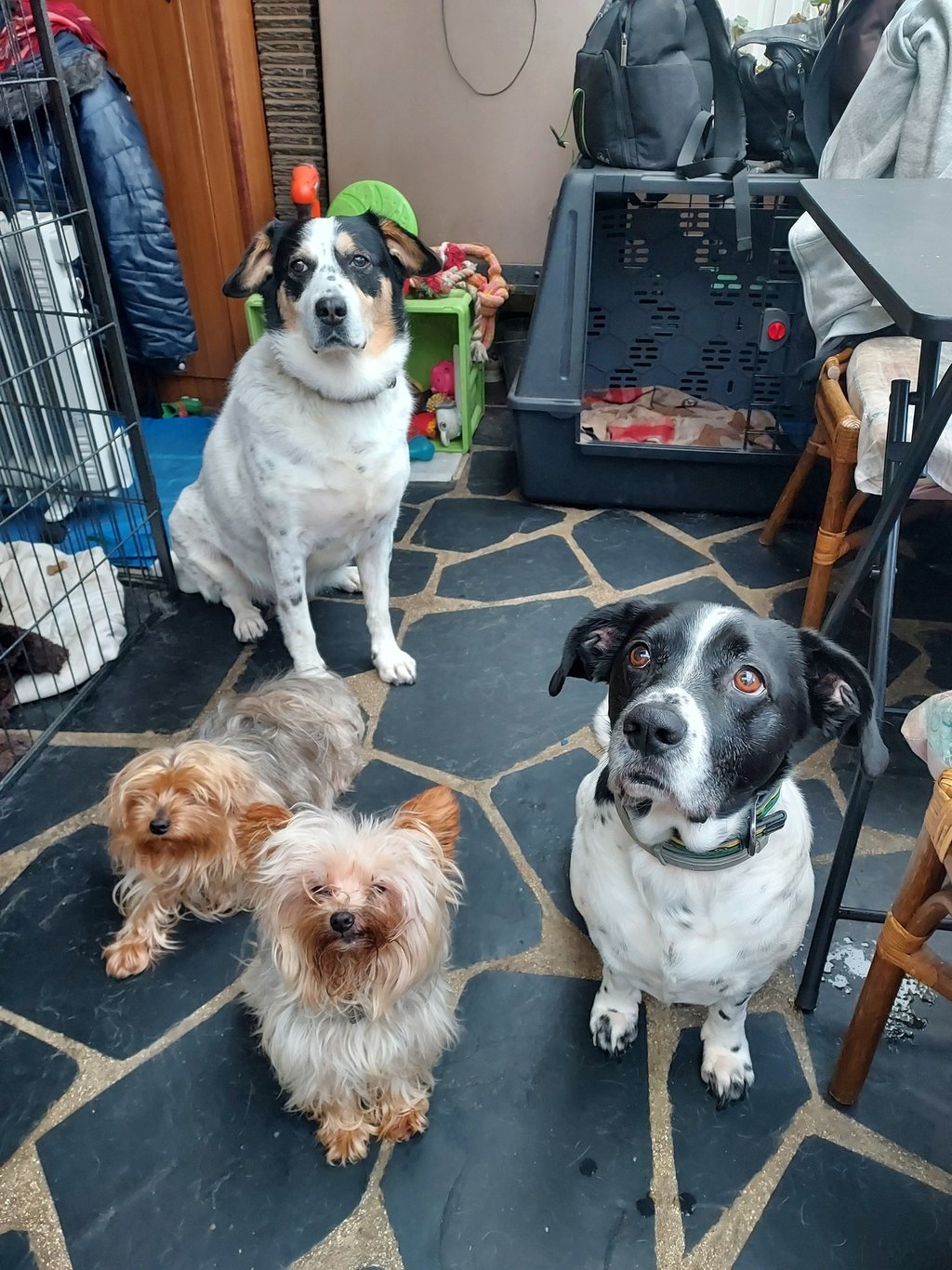 three dogs sitting on a rug in a room