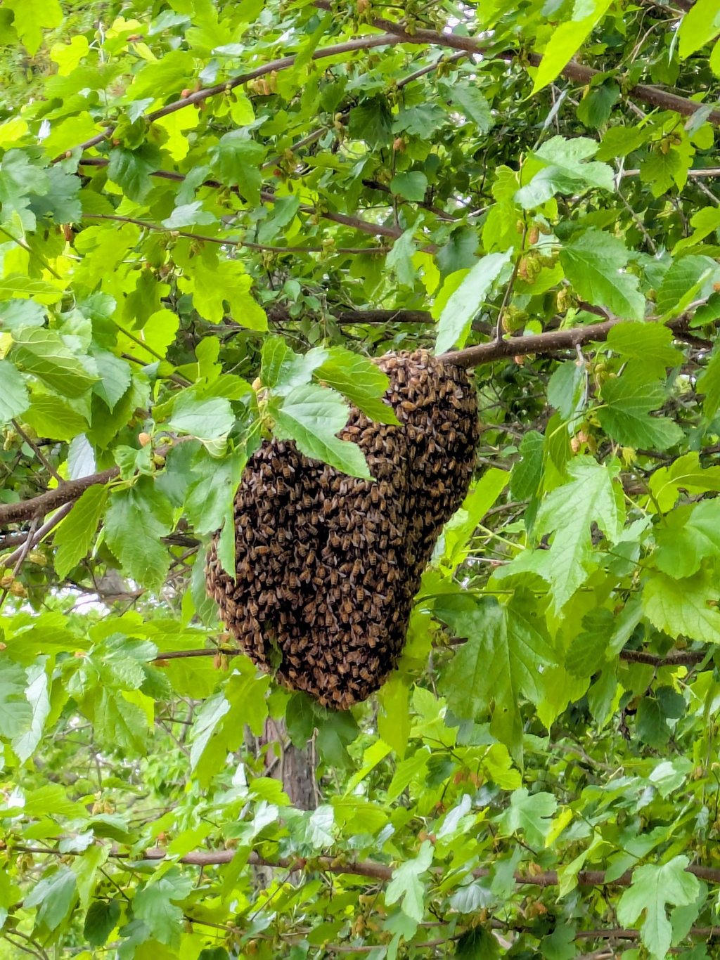 A bee swarm hanging in a tree
