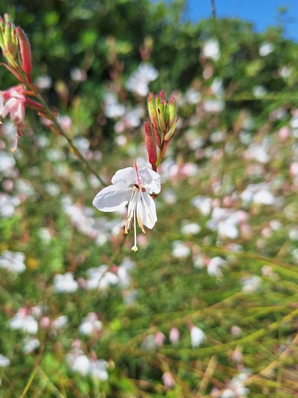 one white Butterfly Gaura flower blooming in summer