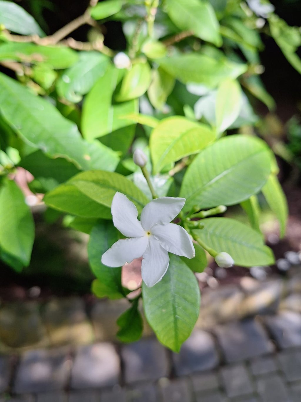 one garden plant with the correct plant care