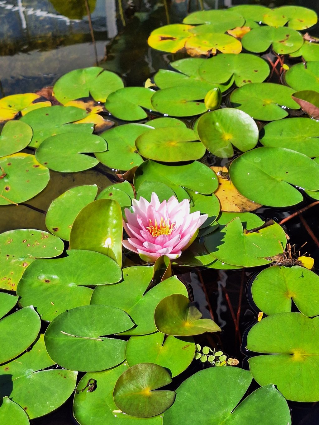 a pink water flower in a pond named Anna Epple