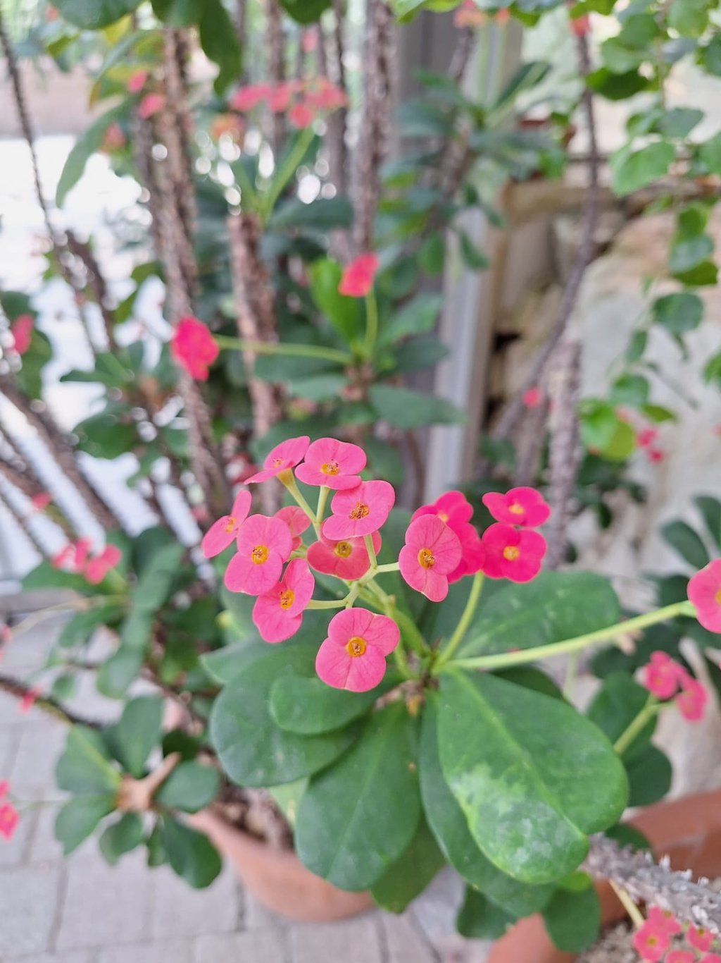 clusters of small pink Crown of Thorns flowers