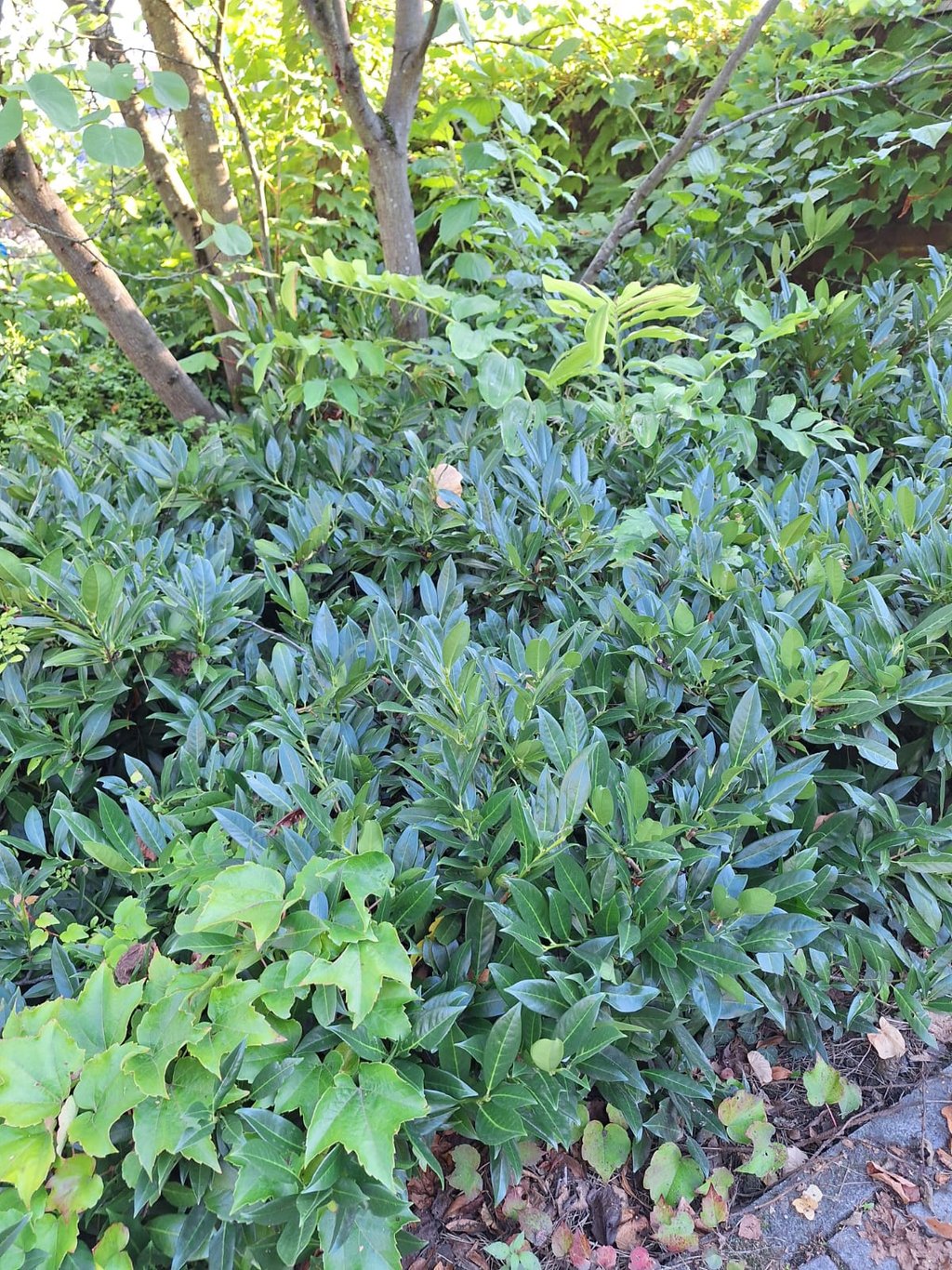 leafy shrubs growing together