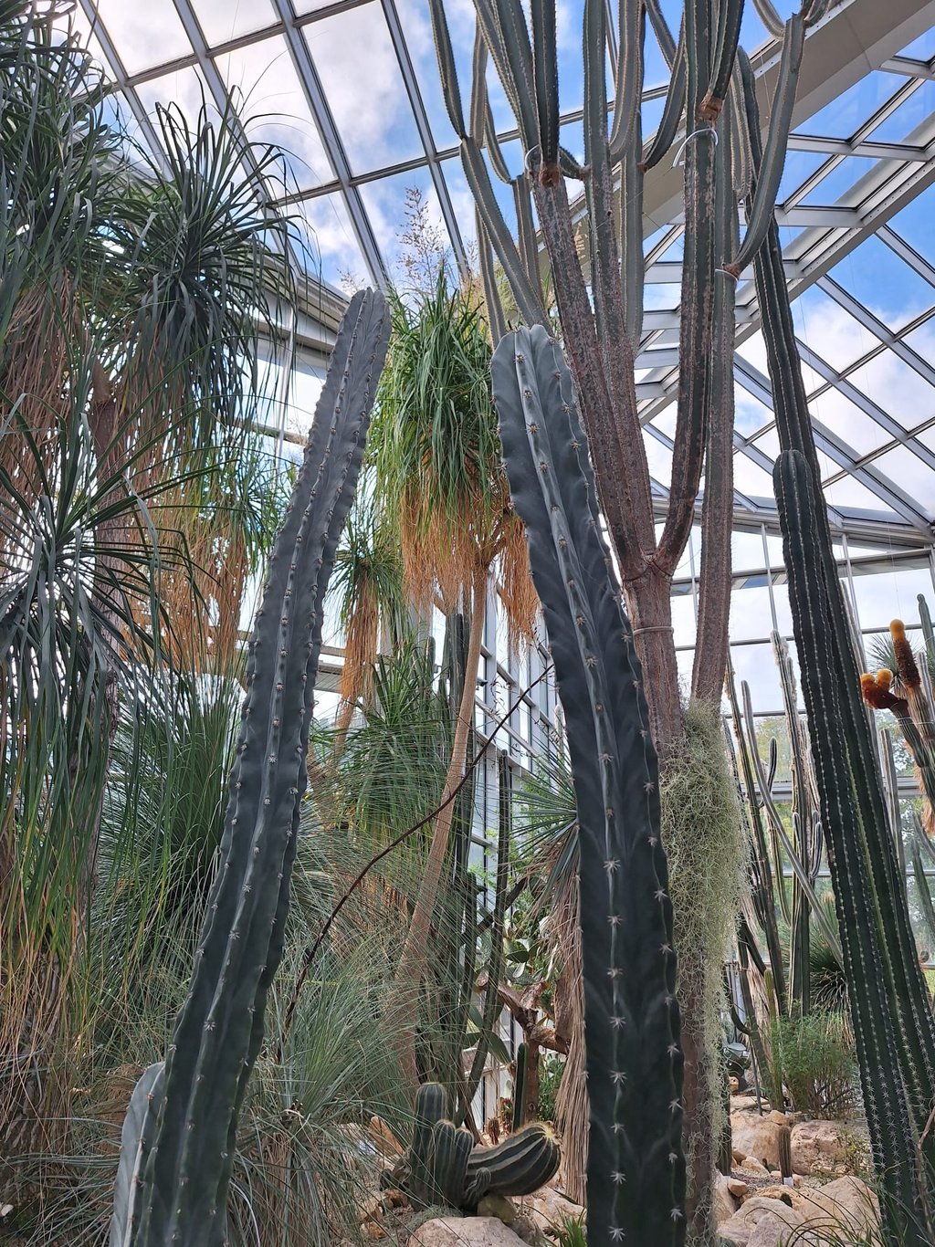 a tall cactus plant in a greenhouse at daytime