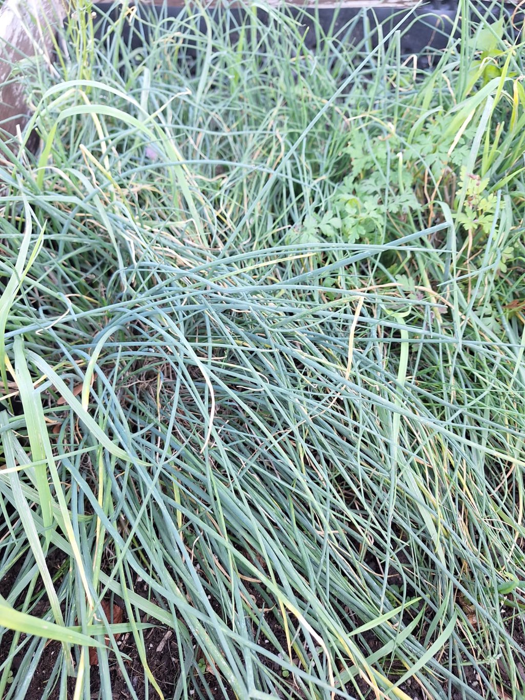 multiple long, green Chive plants growing in a garden