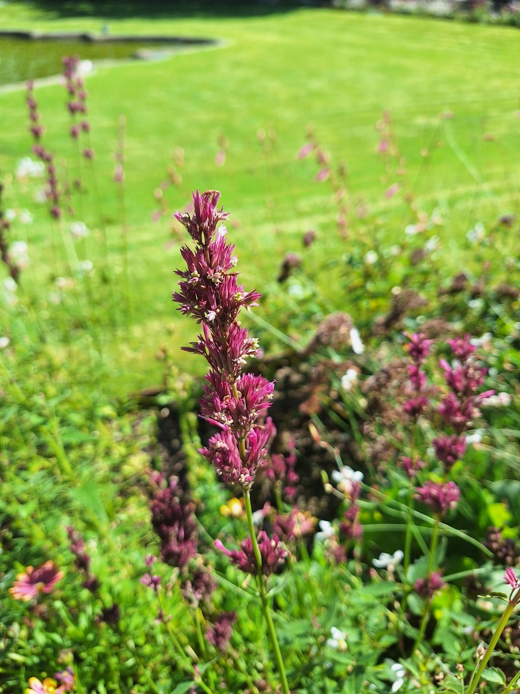 one lavender stem with pink flowers