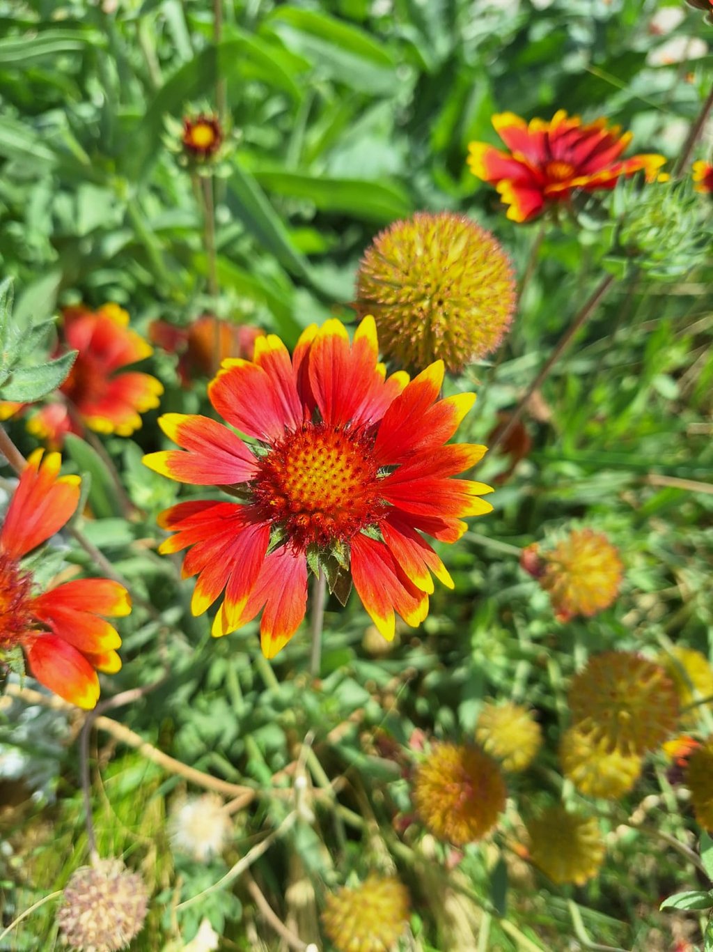 a red-yellow Flower thriving in full sun