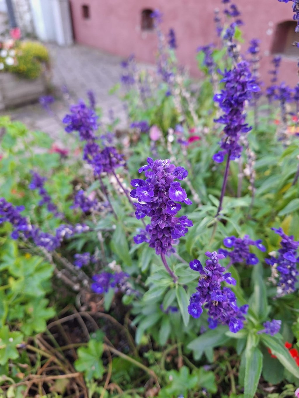 a small drought tolerant Ajuga bush with flowers