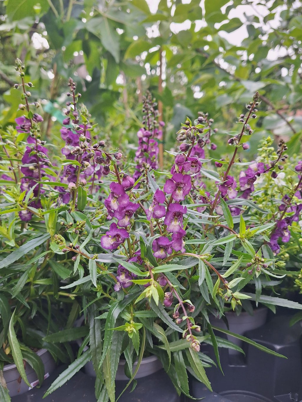purple flowers in a flower bed with ground covers