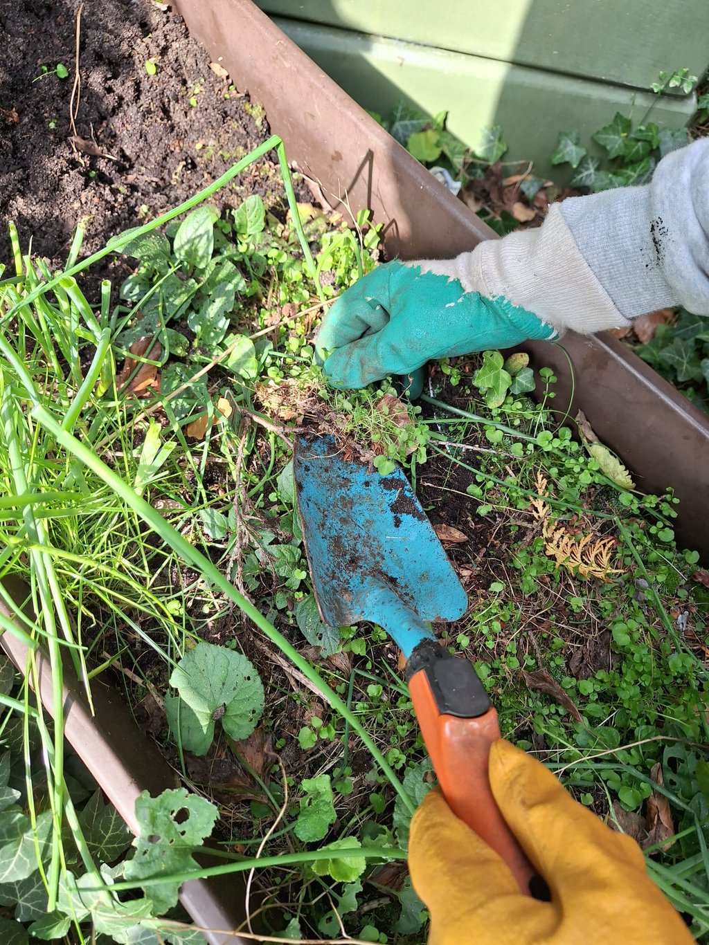 a person is diging up plants with a showel