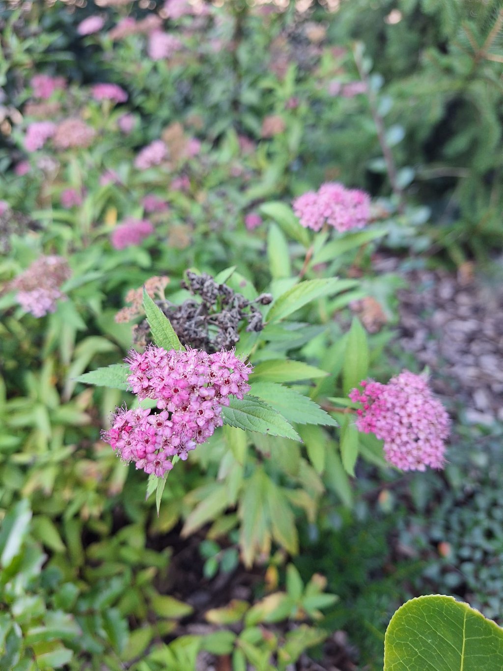 one pink Spirea bloom
