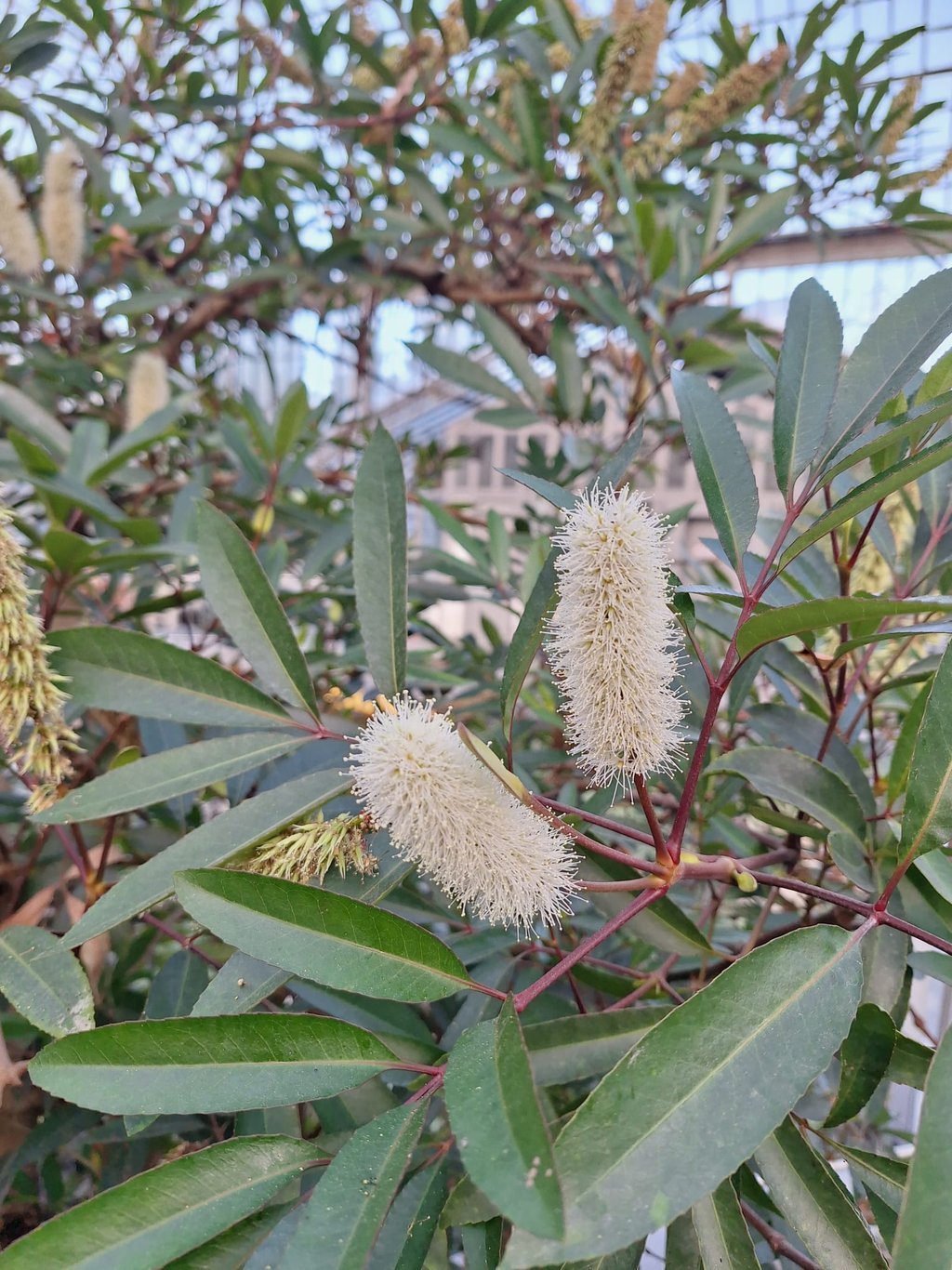 a dwarf Fothergilla shrub with two white flowers