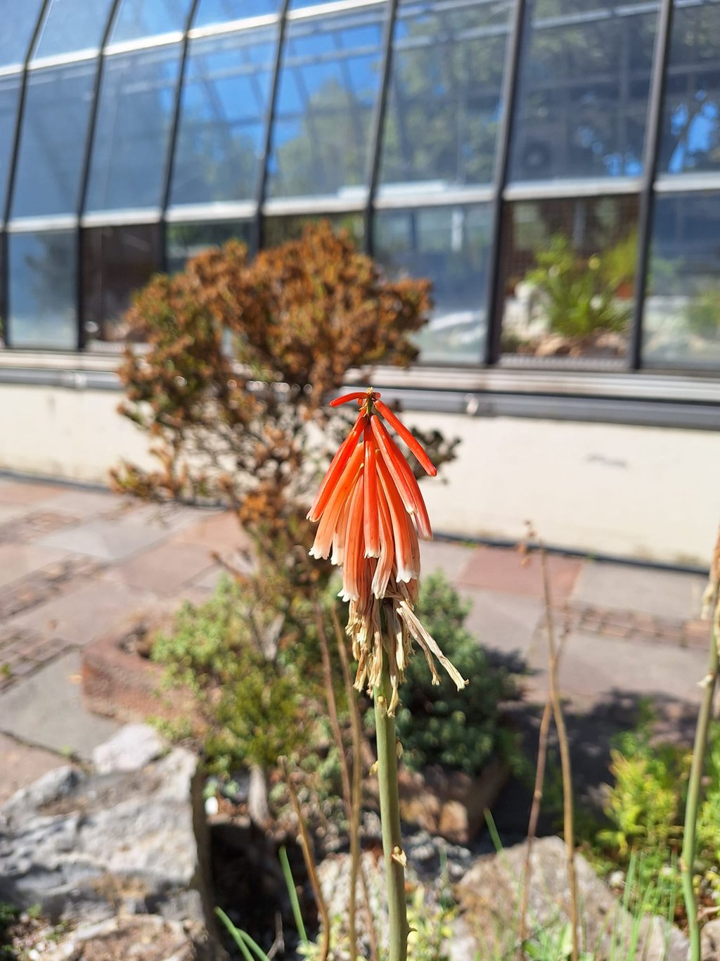 a South American Red-Hot-Poker that is orange