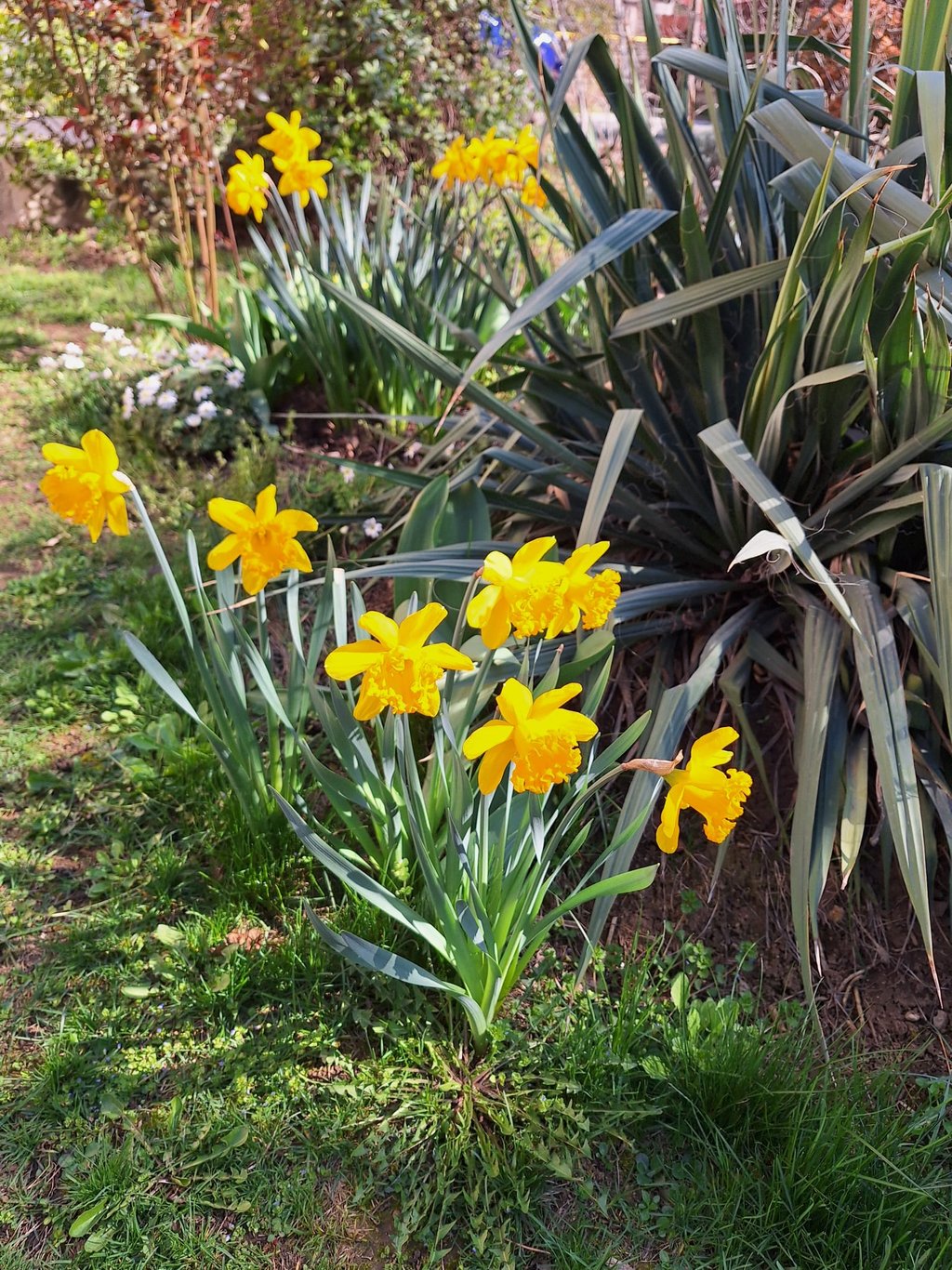 multiple yellow booming Daffodils flowers in spring