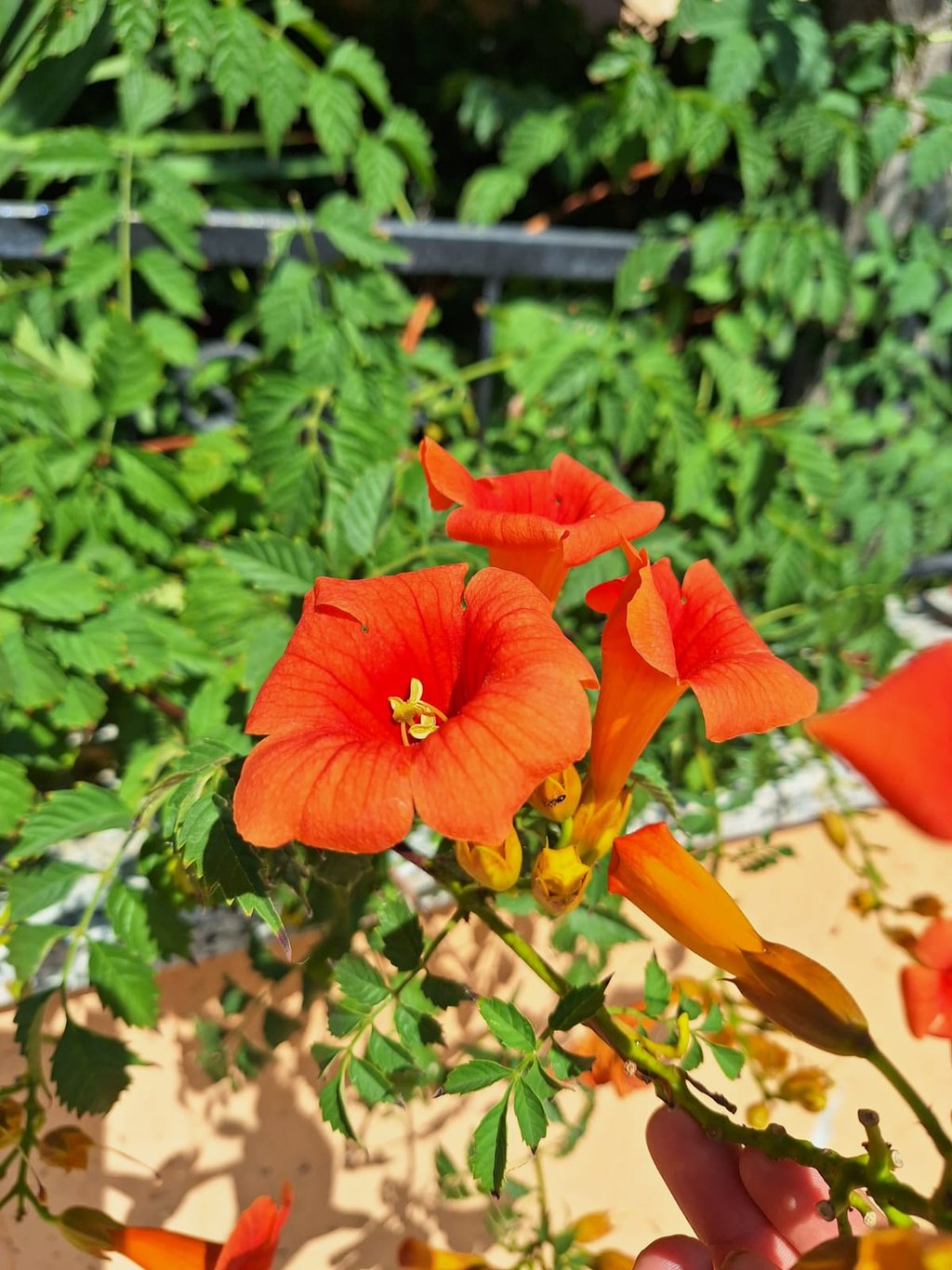 multiple bright Orange flowers blooming in full sun