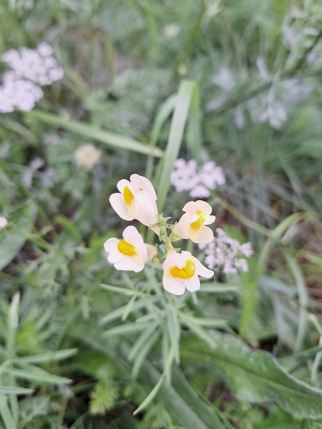 four Chinese blooms named Butter and Eggs
