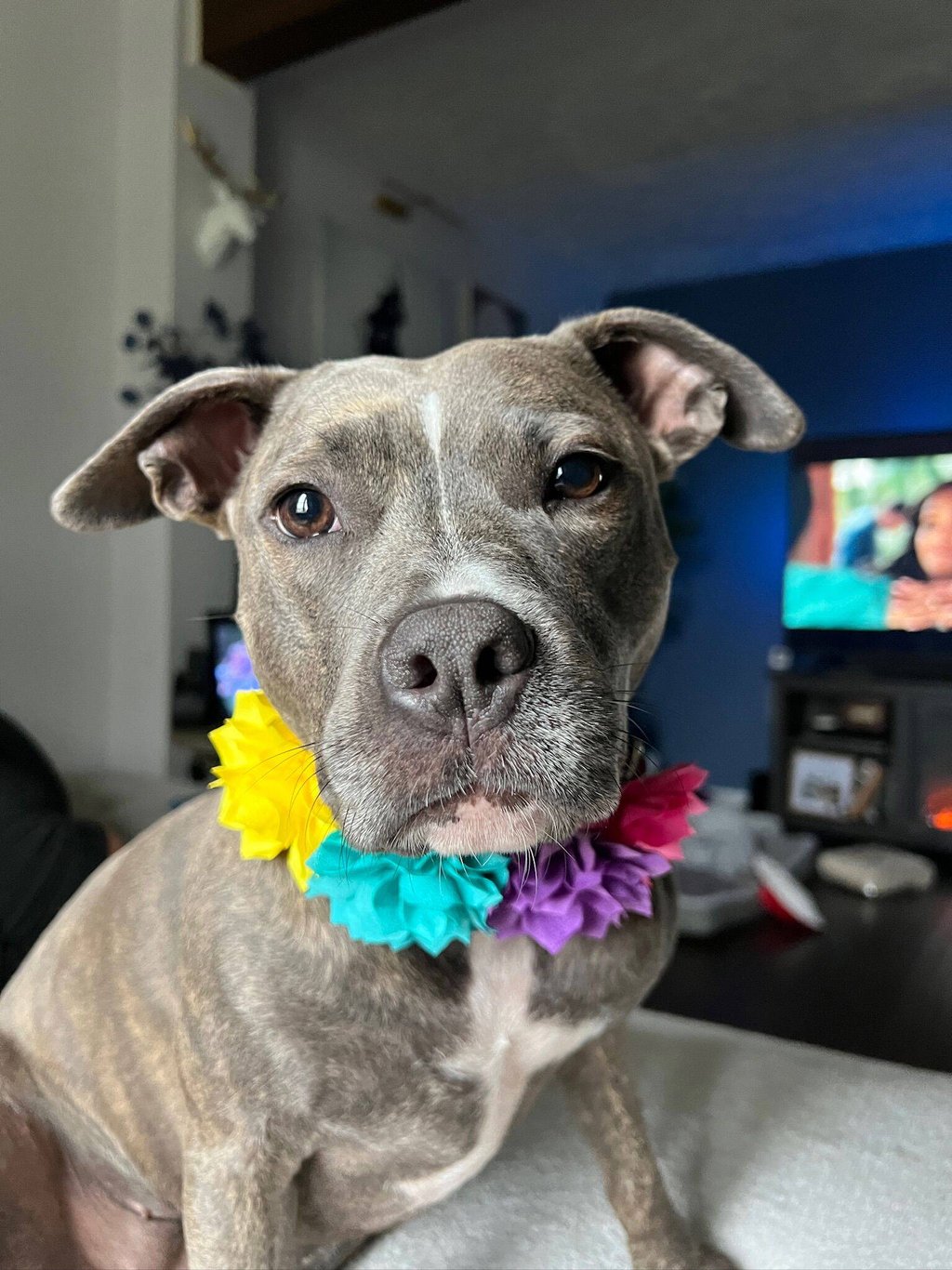 A gray dog with a soulful expression wears a colorful flower lei of yellow, blue, and purple.