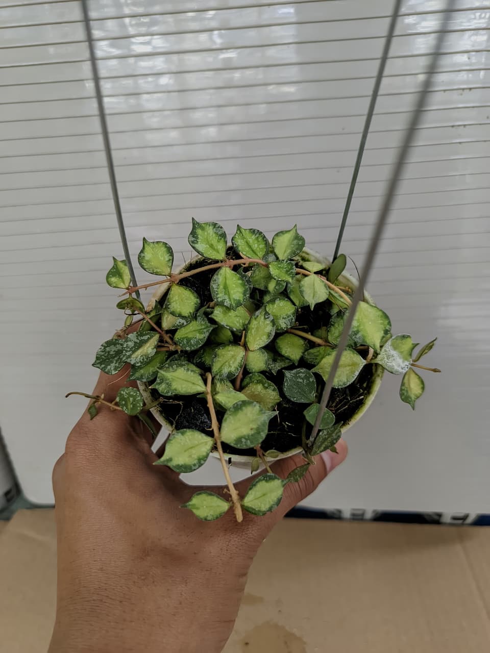 Hoya curtisii inner variegated with splash leaves and creamy center