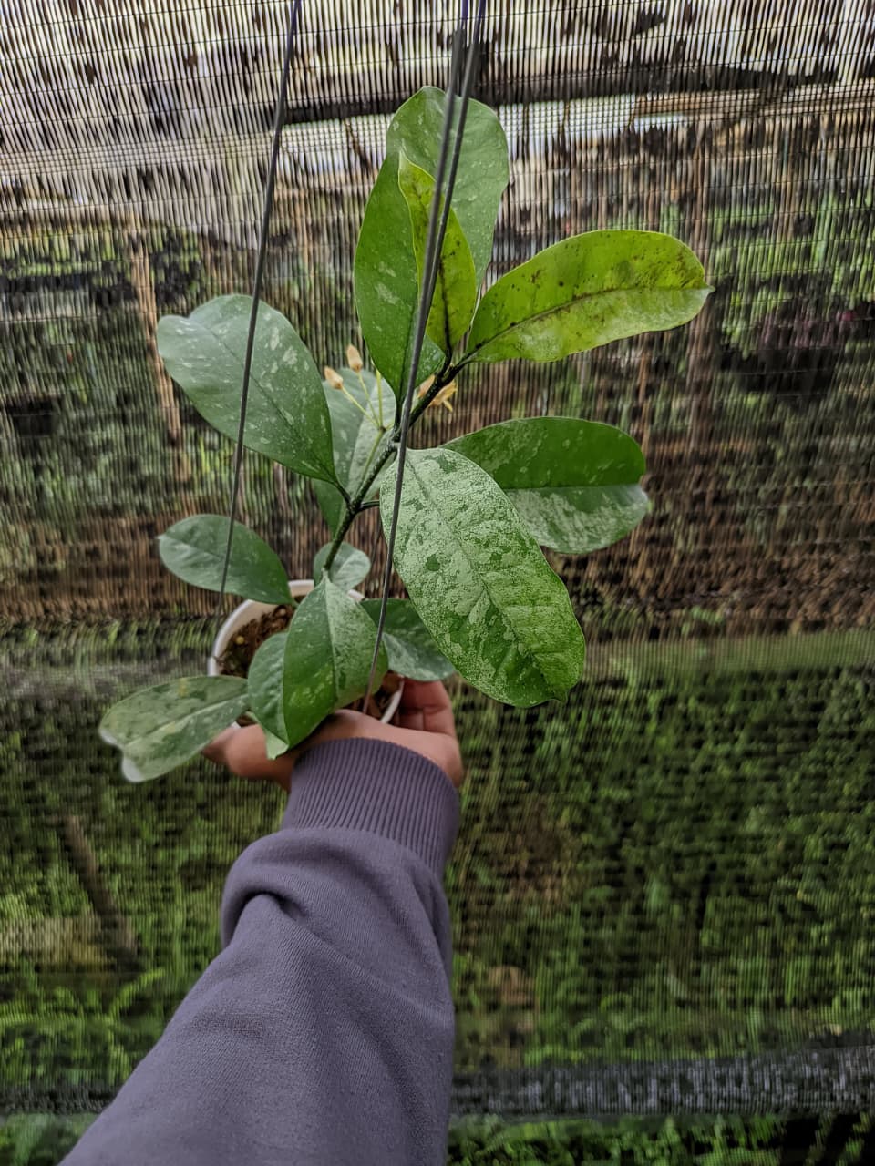 Rare Hoya occultata splash growing in Hoyas House greenhouse
