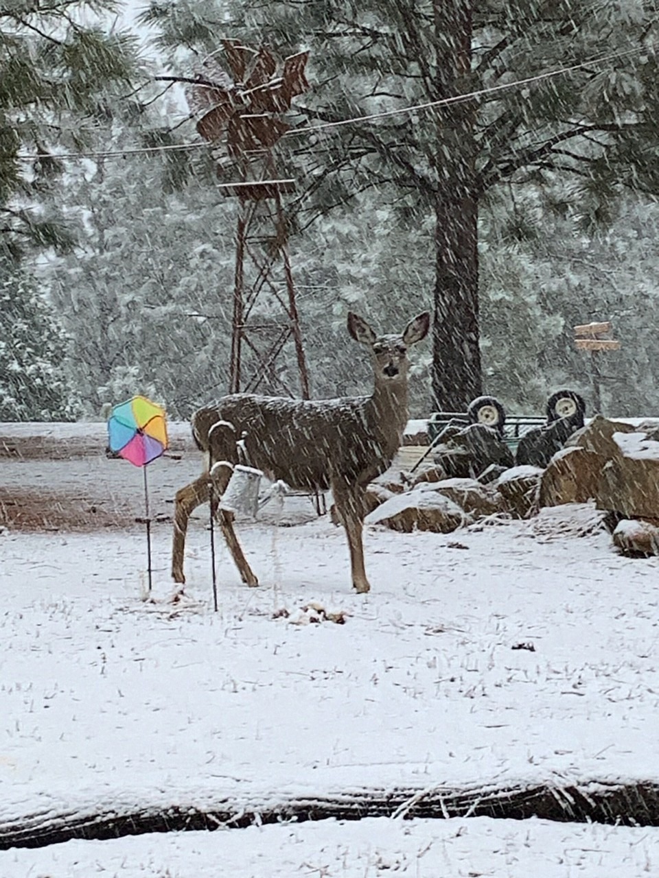 A deer stands in a snow storm