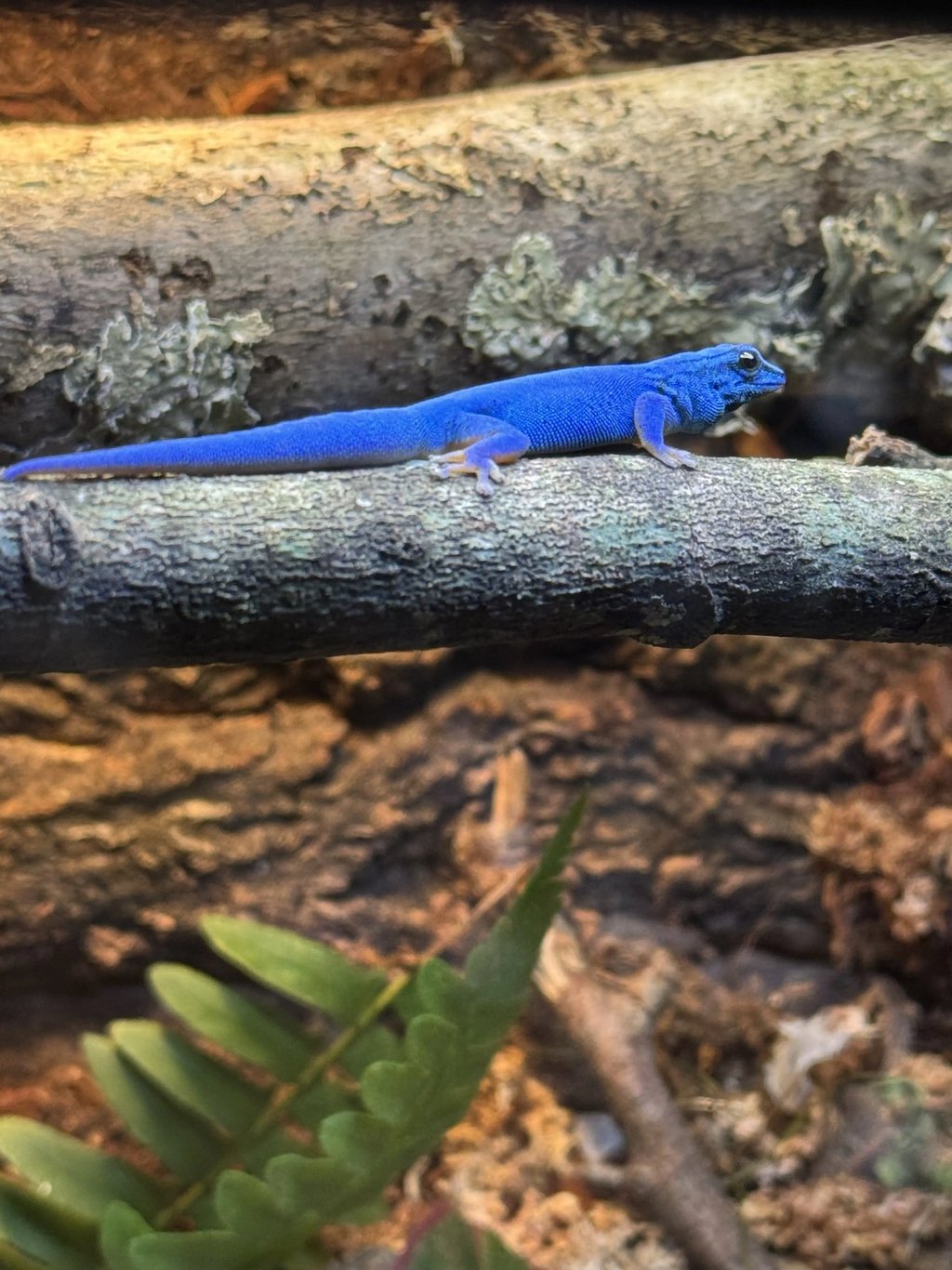 Royal Blue Lineage Male – Deep Sapphire with Bold Yellow Belly